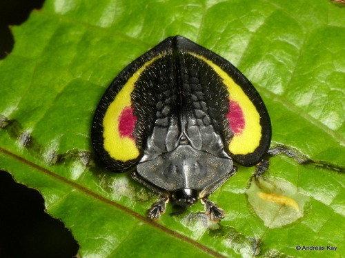 onenicebugperday: Tortoise Beetle, Stolas placida by Andreas Kay