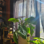 plantyauntie
