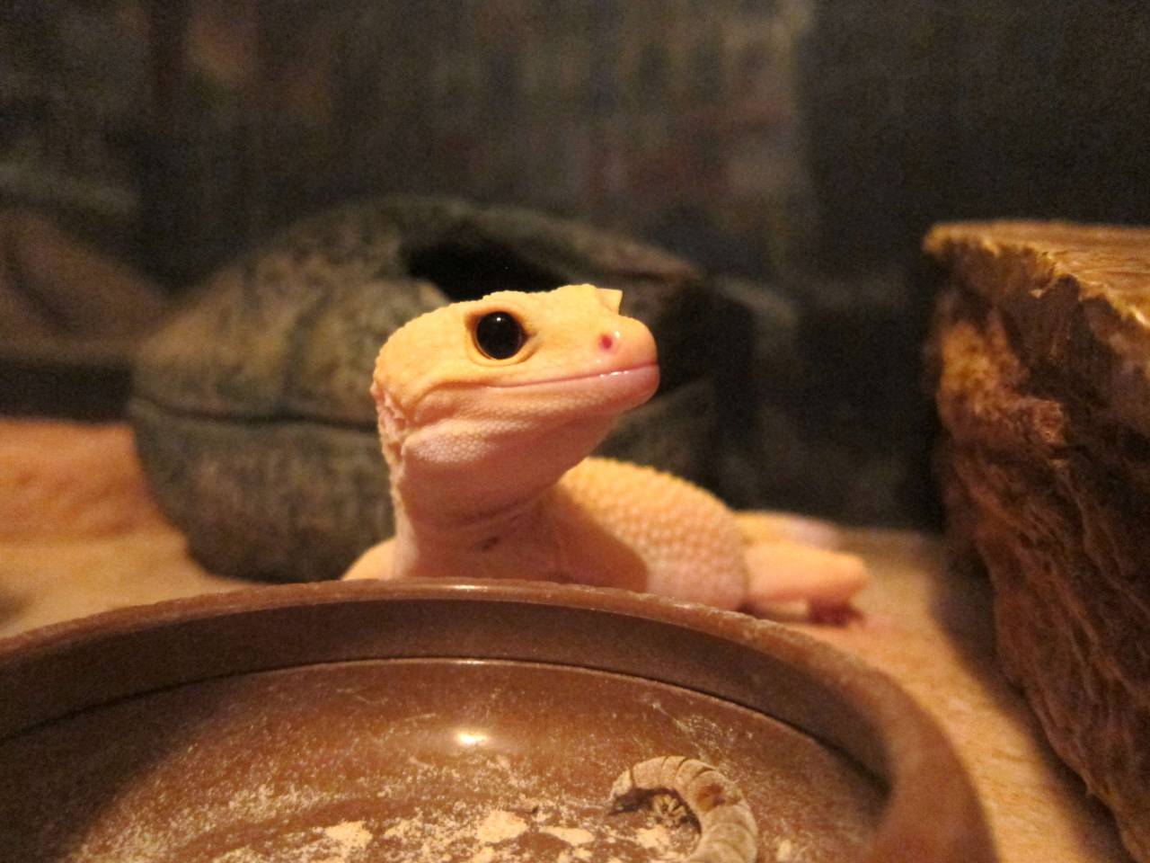 thelizardcircus: he scream 