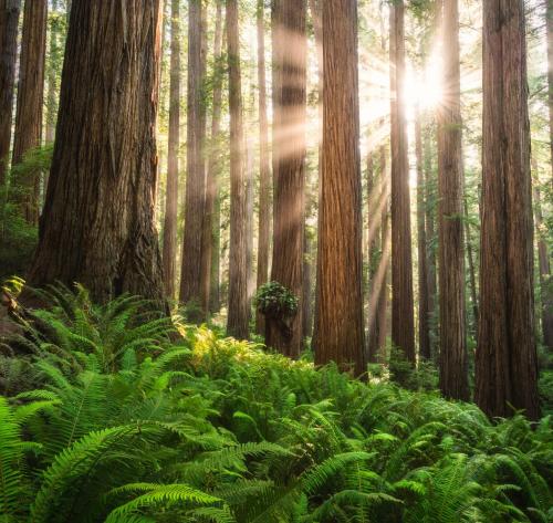exposenature: Sunbeams in the redwoods, Jedediah Smith Redwoods, CA. [OC][1523x1440]