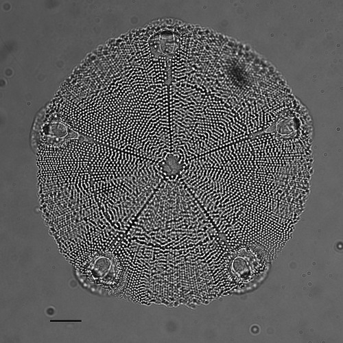 geometrymatters:diatoms - california academy of sciences geology1. Biddulphia deodora -  Miocene, ph