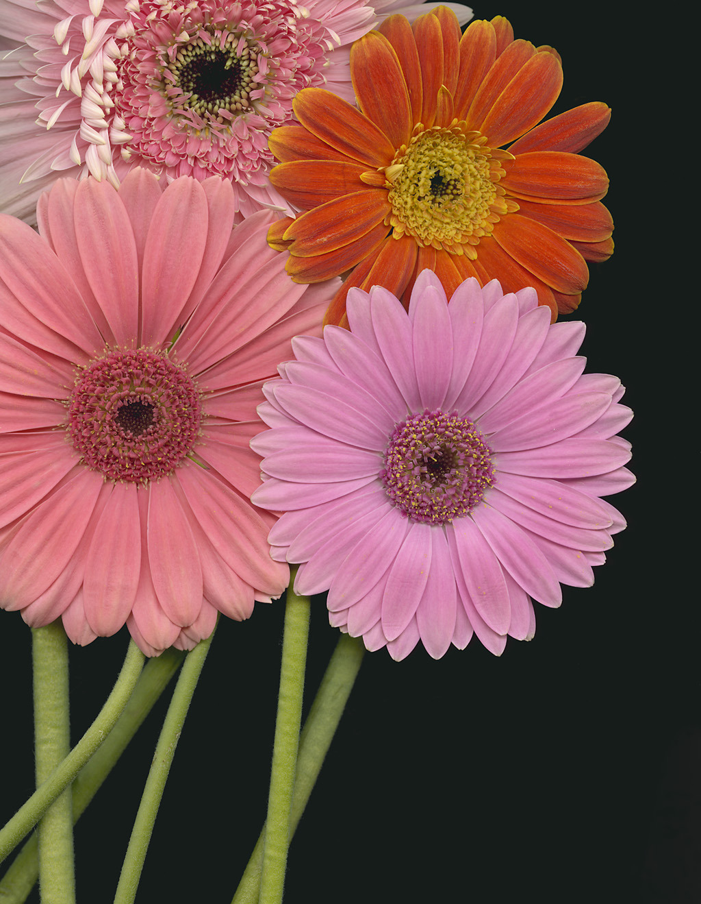 daisies on Tumblr