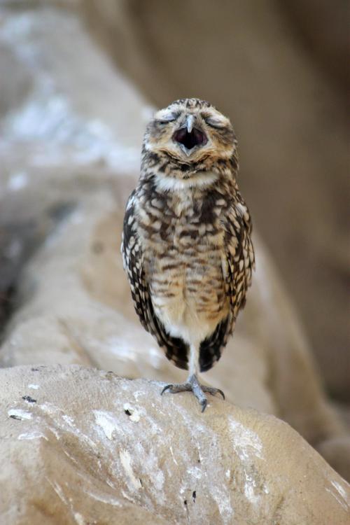 thebestphotoshopbattles