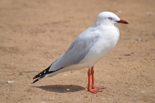  Chroicocephalus novaehollandiaeby Taelum WarrenKnown assilver gull.Polish name: mewa czerwono