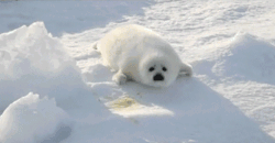 babyanimalgifs:  beautiful blog full of baby animals!