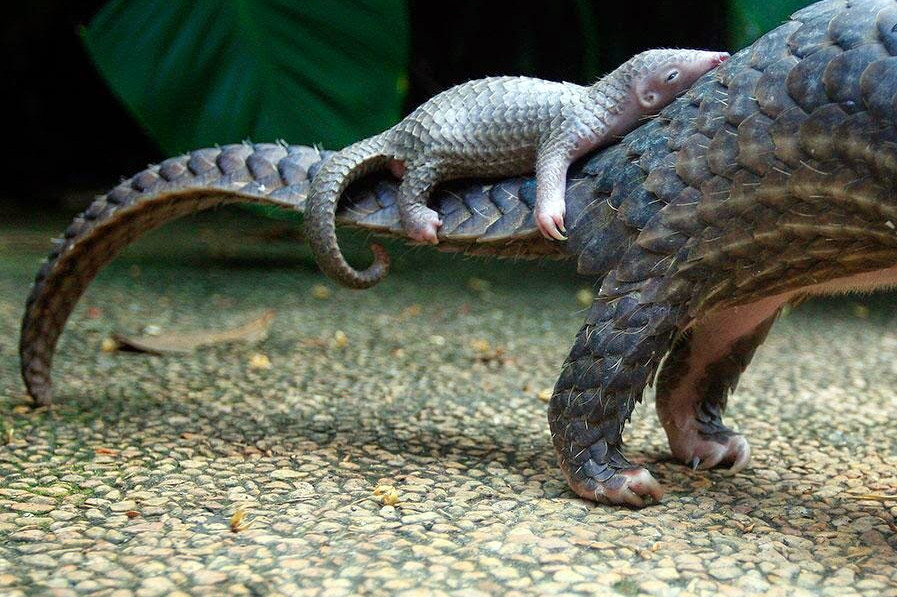 whatthefauna:  A baby pangolin is born quite helpless, other than the ability to