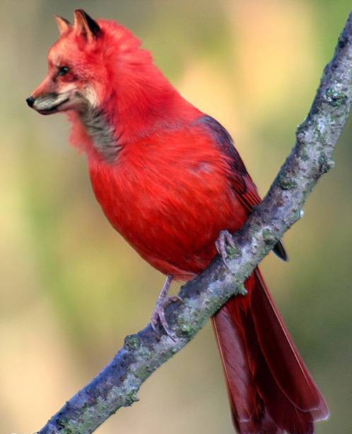 tastefullyoffensive:  Dirds (Dogs + Birds)Previously: Celebrities Before & After Photoshop 