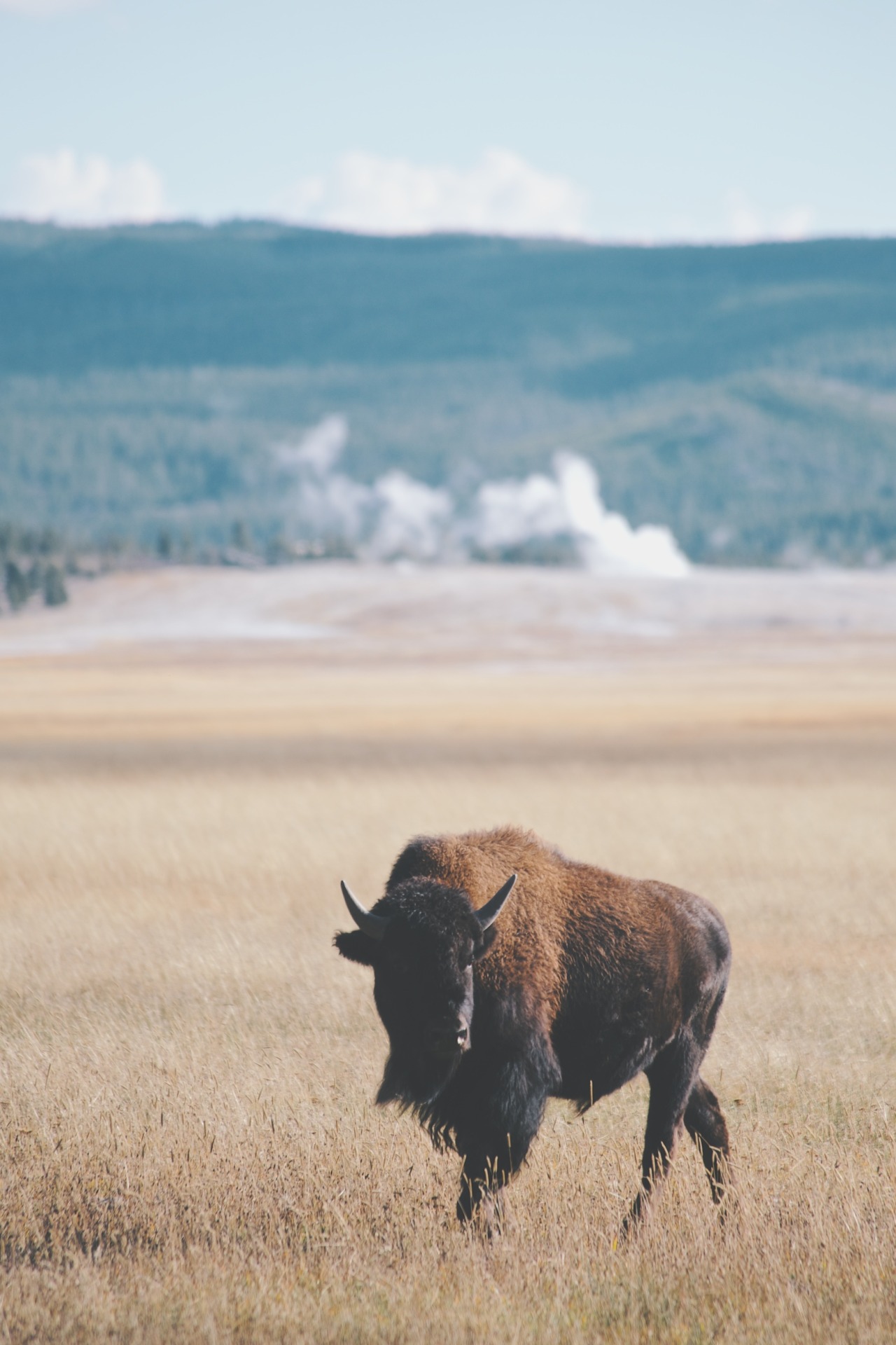 jaymegordon:  Yellowstone National Park ➾ Jayme Gordon