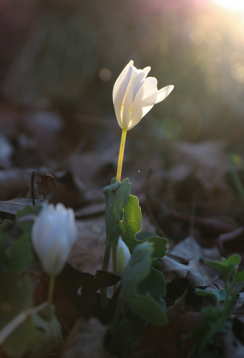 Too sweet !   It’s time for the spring ephemerals to enjoy their moment in the sun.  These magical f