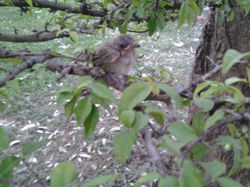 I found this lost baby bird, it seem to fallen off its nest. There were a lot of dog’s nearby,