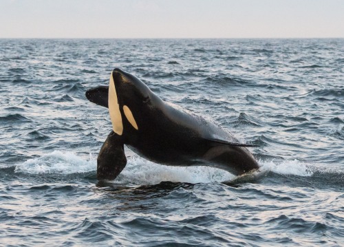 Orca Breach ➾ Nonaka