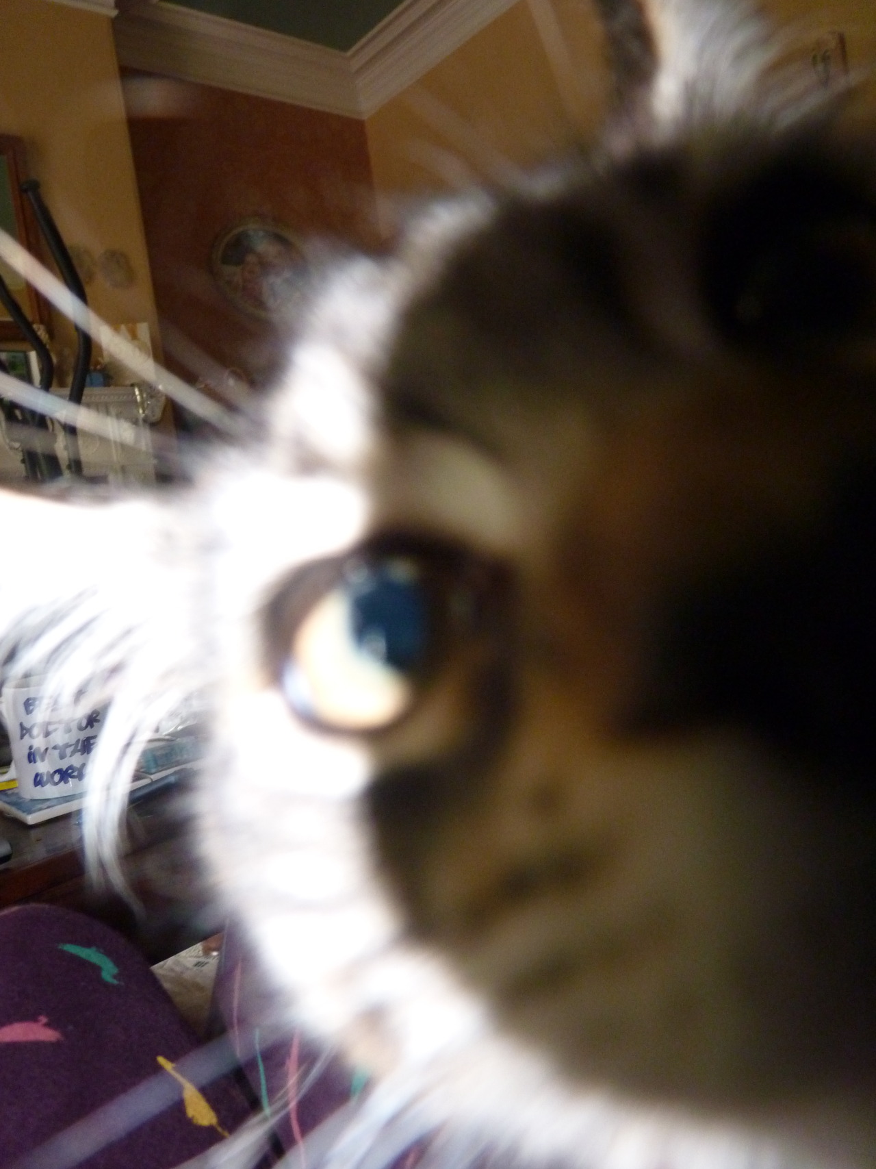 unflatteringcatselfies:  Katniss wants a kiss! 