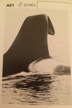 alaskan-orca:AE1 Jack, now deceased, was named after a Chenega Native man who said he would be reincarnated as an orca:  &ldquo;Before he died, he told his relatives that he would return as a killer whale with a partially bent over dorsal fin. A tradition