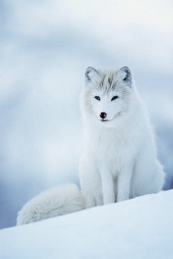 wonderous-world:  Arctic Fox by Peter Cairns