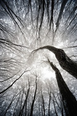 drxgonfly:  Winter Tree (by S.Y. BAE) 