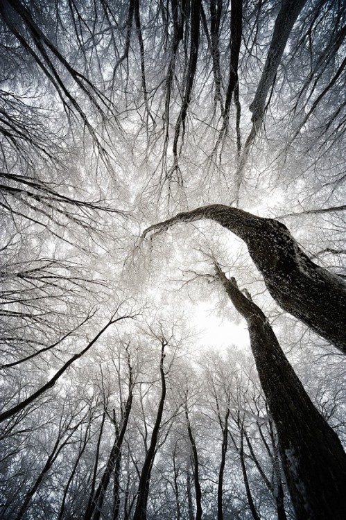 XXX drxgonfly:  Winter Tree (by S.Y. BAE)  photo