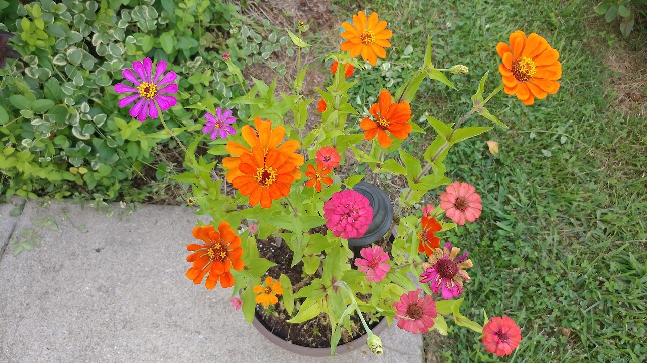 Zinnias.