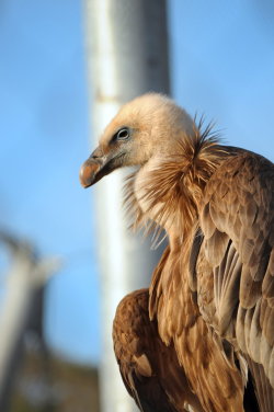 this-is-wild:  (via 500px / Sad Vulture by Mouad MANAR) 