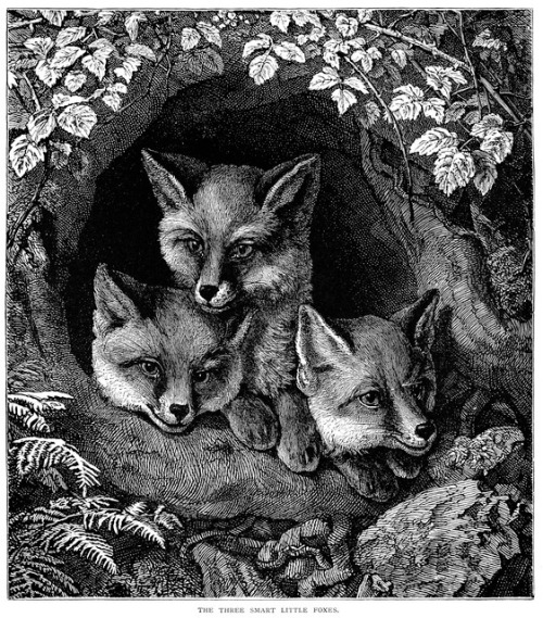 &lsquo;Three Foxes&rsquo;, &ldquo;Baby World&rdquo; by Mary Mapes Dodge, 1884Source