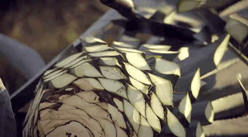micdotcom:  Watch: Who knew making tequila could be so mesmerizing