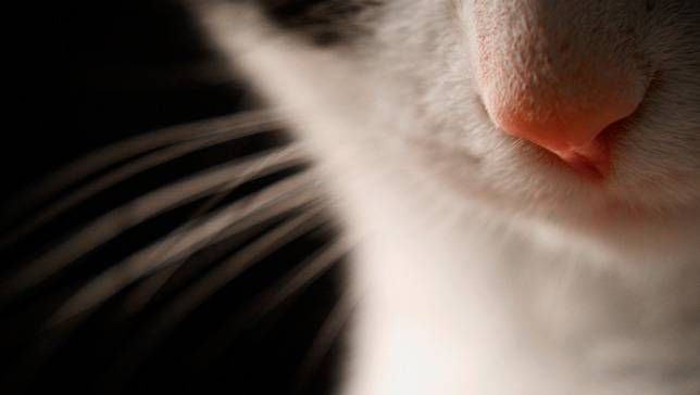 mothernaturenetwork:  The science behind your cat’s most adorable featuresThere’s