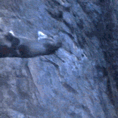 a-hiatus-blog:  wowsla:  My GTAV adventures while playing as a dog  Oh god I need