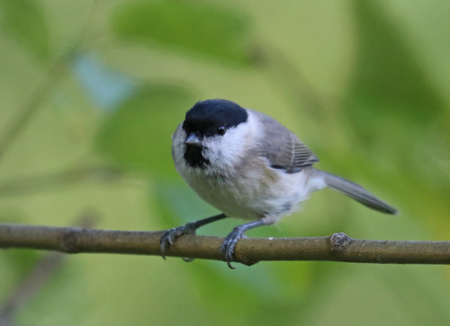 An alert willow tit/talltita.