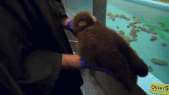 violapunk:  babyanimal-gifs:  baby otter’s first encounter with water.  I just made the ugliest noise oh my god 