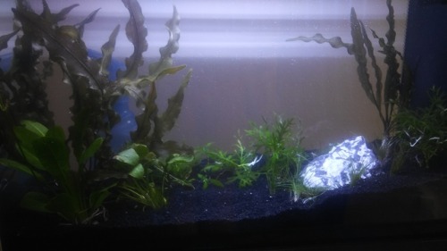 Replaced my substrate.  The plants really liked it, but so did the algae, and I didn’t really love a