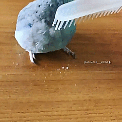 okay-pause:Brushie Blue Birb