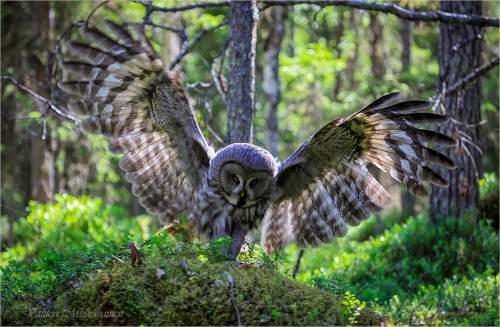 wapiti3: great grey owl or great gray owl (Strix nebulosa)  is a very large owl, documented as the