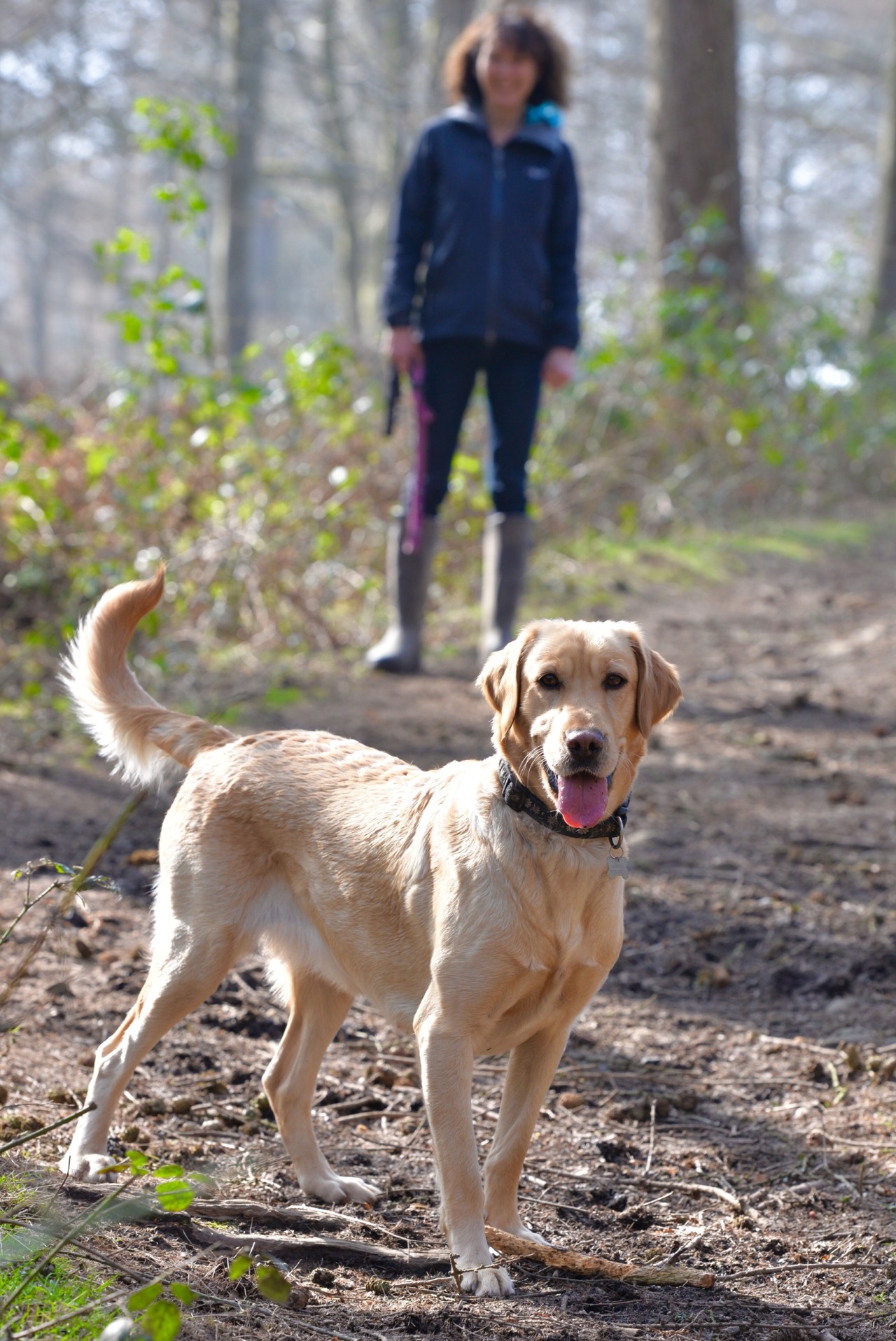 handsomedogs:  My beautiful Lottie. 3 &amp; ½ years old &amp; we rehomed