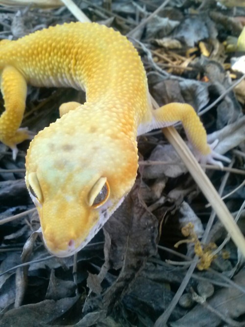 followthebluebell:Just look at my pretty baby boy. He is the prettiest gecko ever and i love him a l