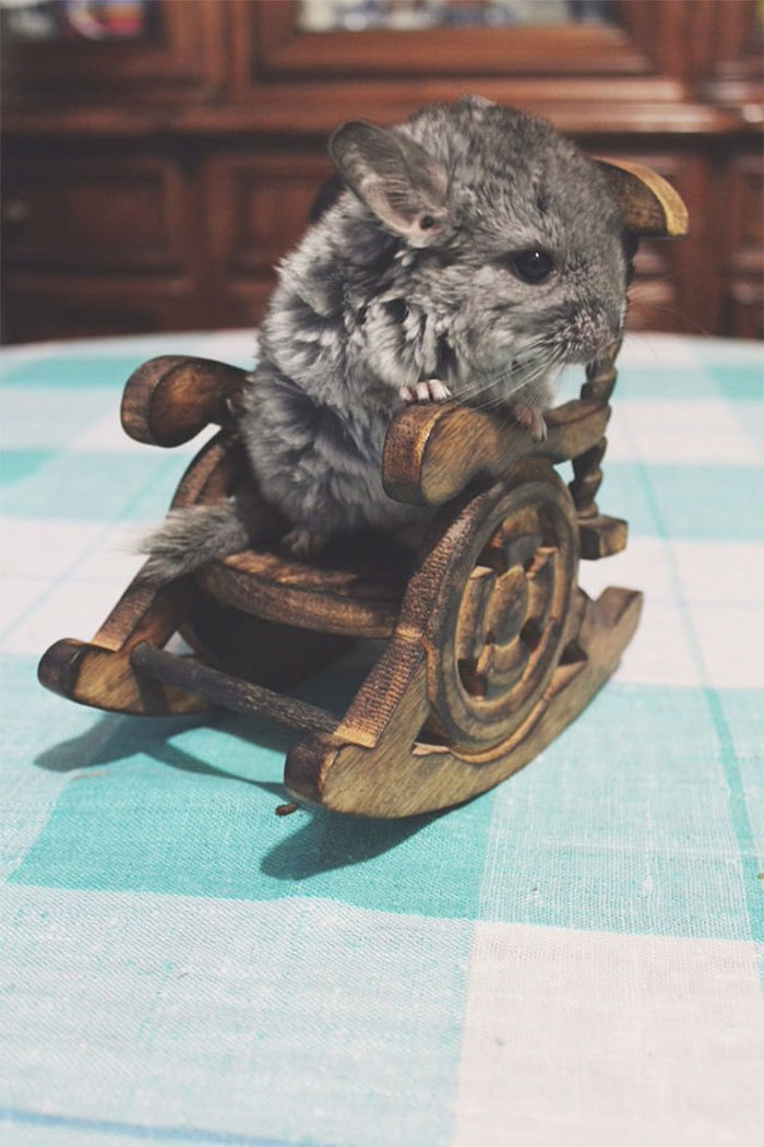 awesome-picz:  Baby Chinchillas That Will Melt Your Heart.