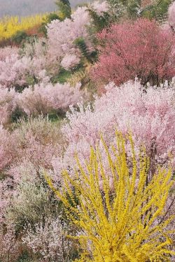 exercicedestyle:Full bloom in Hanamiyama, Watari, Fukushima, Japan 