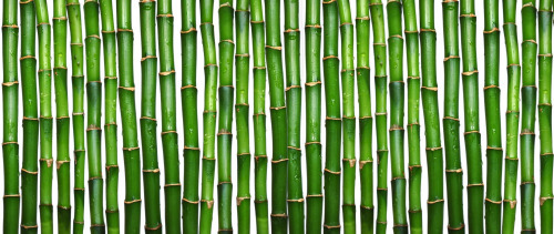 The Bamboo Empire