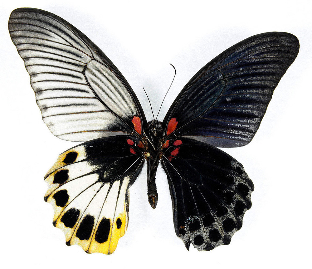 perfictionism: Genetic Anomaly Results in Butterflies with Male and Female  Wings