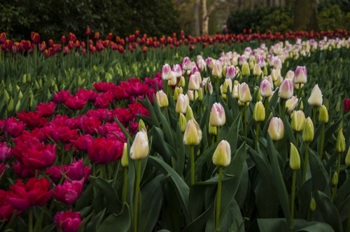 Day 6: Amersfoort & Keukenhof Gardens (Lisse, Netherlands)We left our AirBnB in Dinslaken and ma