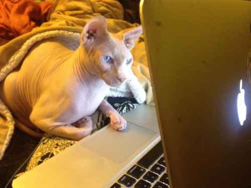 Caught Vlad googling catnip delivery today. He thought I wouldn’t notice!(submitted by thevalyrian)