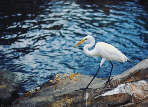 Little Egret  - : @monsterbrandmedia • • • #littleegret #egret #bird #birdsofinstagra