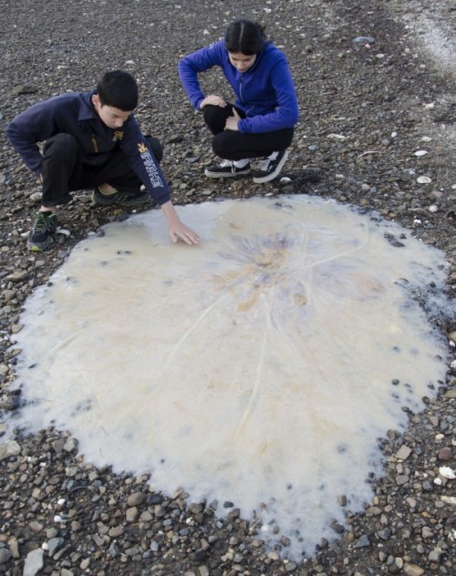 scienceyoucanlove: “Gob-Smackingly Huge” Jellyfish Washes Up in Australia Posted by Soni