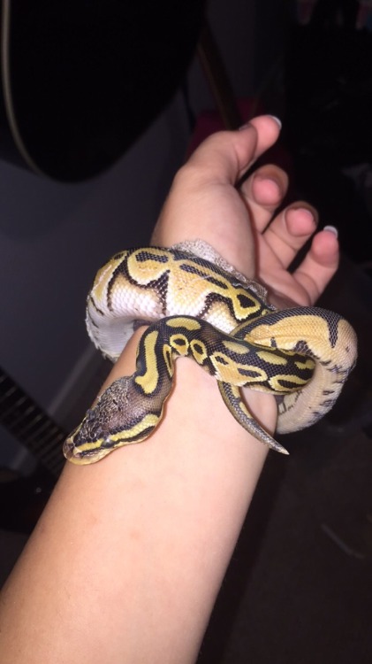 beautifulpeopledisposableteens: butthurtherpetologist: Your snake is having a very bad shed. I sugge