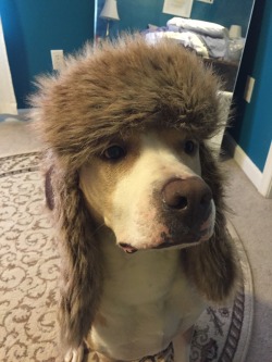 awwww-cute:  Cyrus and his hat (Source: http://ift.tt/1Hx9B92)