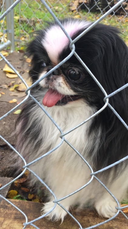 idk the pink in the dog’s hair matched a bit