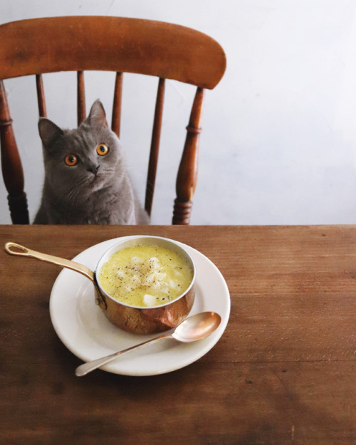 Potato Soup & Cat