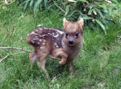 usatoday:  “Who are you lookin’ for? Adorable little me?” Meet this southern pudu fawn — the world’s smallest deer species — born May 12 at the Queens Zoo in New York. (Photo by Julie Larsen Maher, AP)