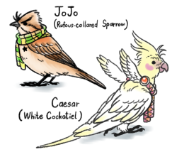 raiscraps:  JoJo Battle Tendency Birds…