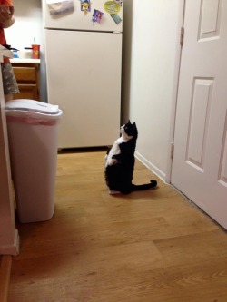 awwww-cute:A friend of mine just adopted this 6-year-old cat, and this is how she waits for her food