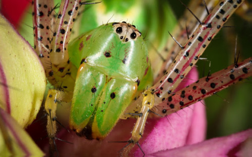 wtxch: Green Lynx Spider