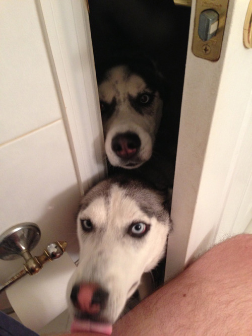 awesome-picz: Dogs That Don’t Care About Your Personal Space.